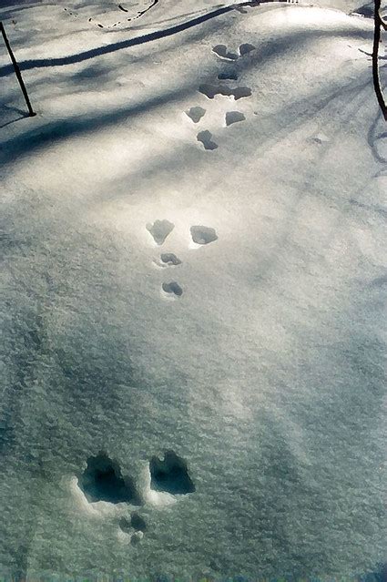 Snowshoe Hare Tracks | Flickr - Photo Sharing!