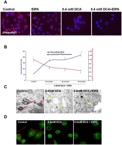 A) Representative images from fluorescent microscopy of Lysotracker-Red ...