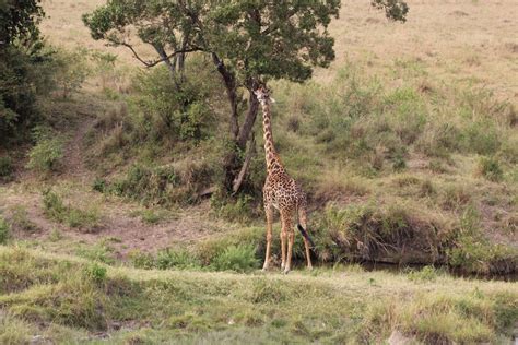 Definitive Guide To Masai Giraffe Facts, Habitat, Conservation Status ...