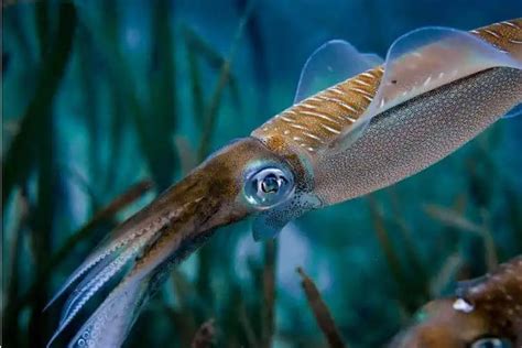 Squid's Hidden World: Adaptations, Reproduction & Species - Nature Roamer