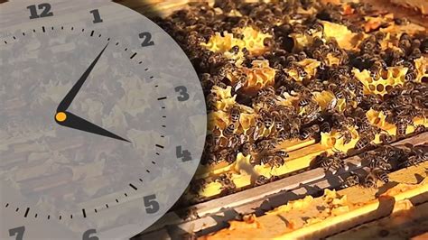 The Fascinating Chemistry Behind Honey Production | Britannica