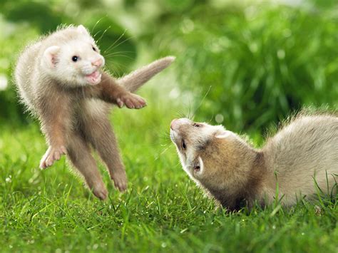 Spot The Difference: Poodle Or Ferret?