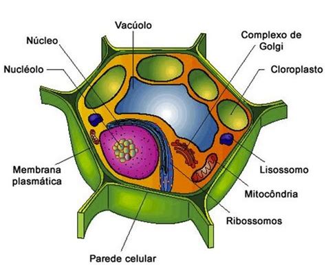 Funciones de la célula vegetal