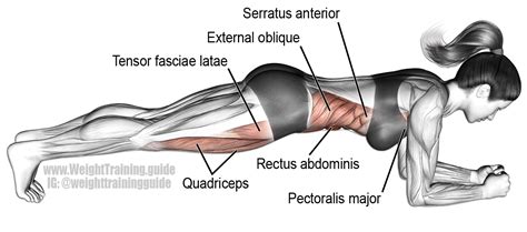 Front plank exercise instructions and videos | Weight Training Guide ...