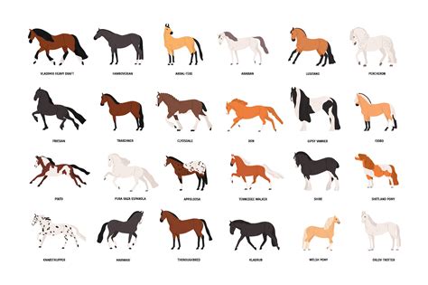 Horse breeds set | Custom-Designed Illustrations ~ Creative Market