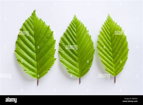 Leaves from hornbeam tree, Carpinus betulus Stock Photo - Alamy