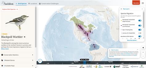 New Mind-blowing Tool Unveils the Secrets of Bird Migrations