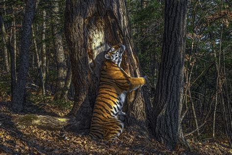 Hidden camera's hugging tiger wins wildlife photo award - BBC News