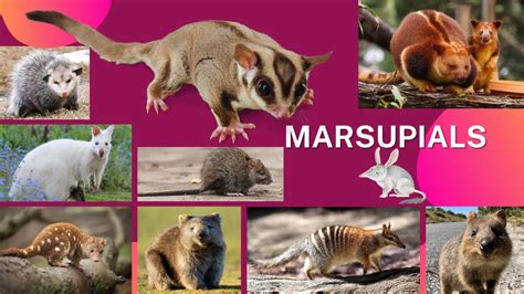 List Of Marsupials Animal Name | Suma English Vocabulary | Marsupial Mammals - YouTube