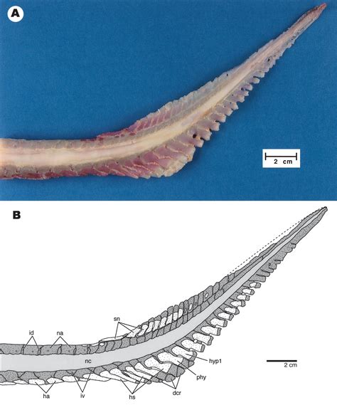 Skeletal Anatomy of the Shortnose Sturgeon, Acipenser brevirostrum ...