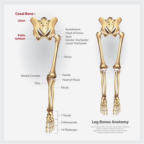 Leg Bone Structure Diagram Of Human Leg Bones Diagram Anatomy Bones Leg Anatomy Human Body ...