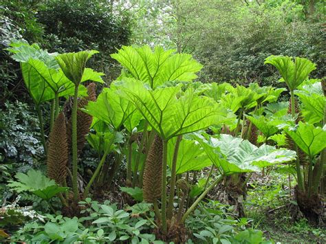 Prehistoric Plants | Louise | Flickr