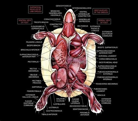 Anatomy Of A Turtle Diagram