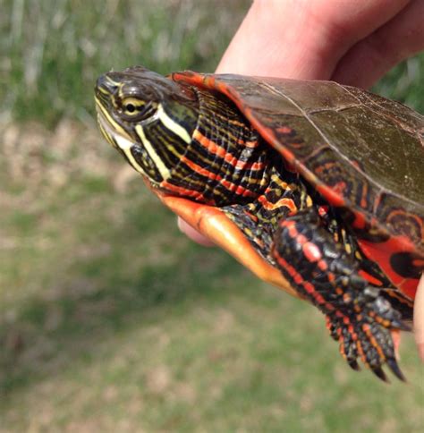 Returned a young Painted Turtle who crossed our path, to the safety of the pond vegetation ...