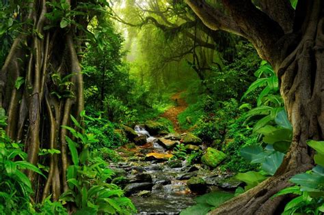 Xishuangbanna - Ecotourism In Jinghong Primitive Forest Park