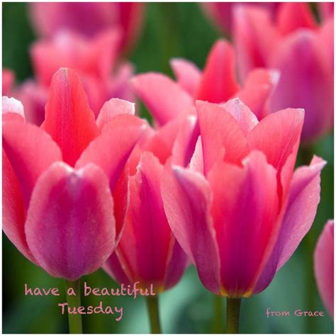 Good morning | Tulips flowers, Pink tulips, Flower images wallpapers