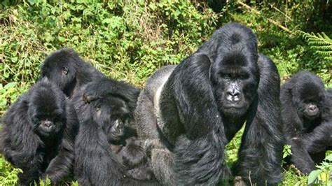 Gorilla Families in Uganda- Mubare, Habinyanja, Oruzogo, Bitukura