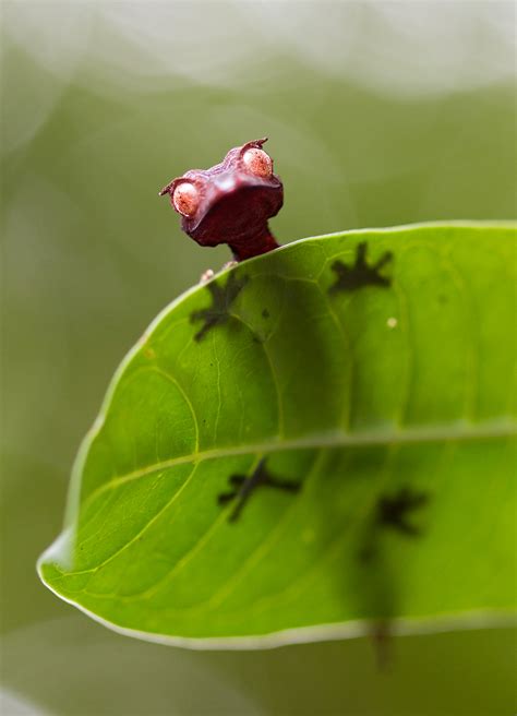 Uroplatus phantasticus | Tropical Herping