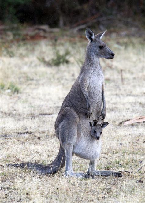 The Grampians – one of Australia’s wildlife havens…. | Chris Hill Wildlife Photography