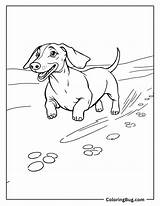 30 Dachshund Coloring Pages Free Printable PDFs sketch template