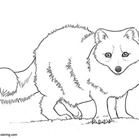 Arctic Tundra Animals Coloring Pages - Free Printable Coloring Pages