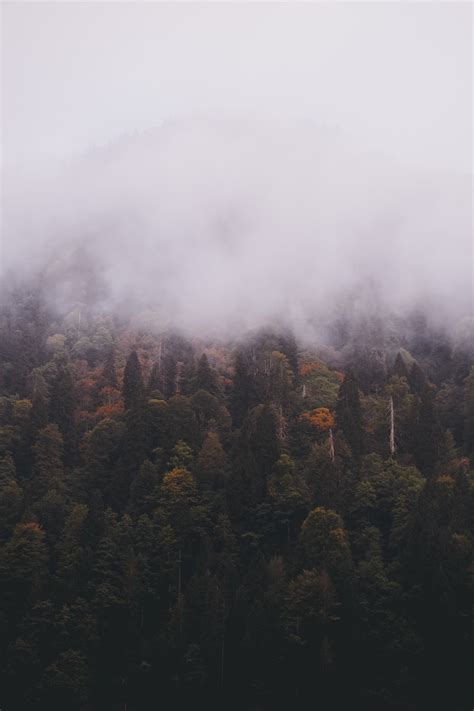 A foggy forest with trees in the foreground photo – Free Türkiye Image ...