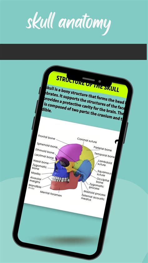 skull anatomy APK for Android Download