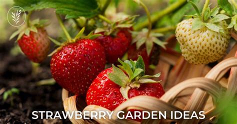 10 strawberry garden ideas ???? ???? Cultivating a patch of sweet, sun ...