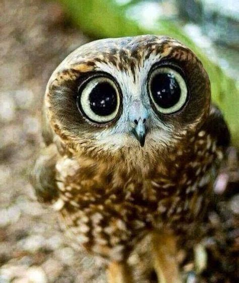 Funny: Cute and awesome animal | Animals, Cute animals, Baby owls