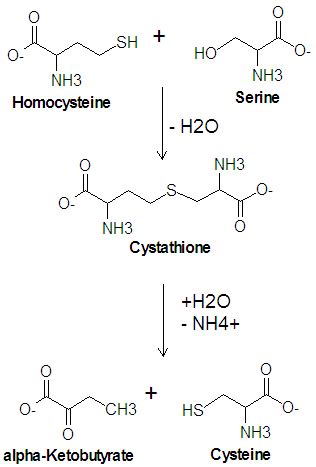 Cysteine - Citizendium