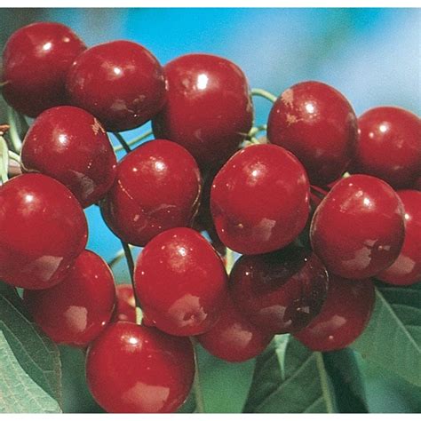 Shop 3.64-Gallon Bing Cherry Tree (L1393) at Lowes.com