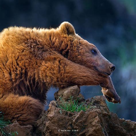 Stunning Photographs Of Wild Animals By Marina Cano