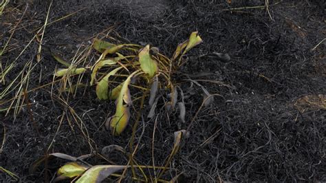 Burned Fire Growing Grass Stock Footage Video (100% Royalty-free) 1045206454 | Shutterstock