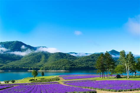 Furano + Biei 1 Day Tour (10 Hours) - Japan Land Service