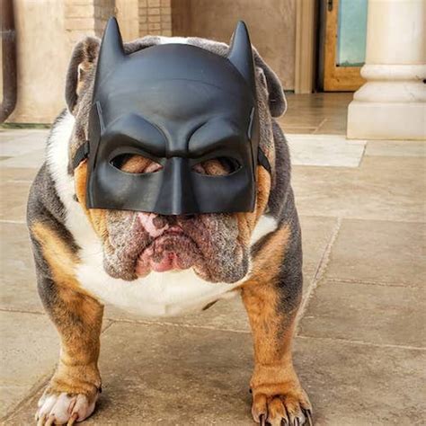 15 Spooktacular Dog Halloween Costumes: From Super-Cute to Super-Scary