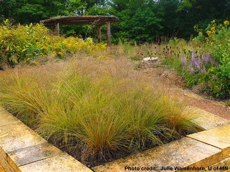 Native plants in formal beds