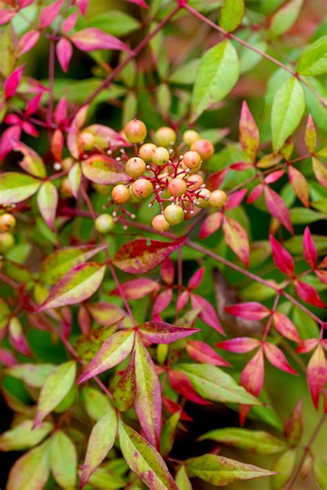 15 Blooming Evergreen Shrubs That Will Add Instant Color to Your Garden | Evergreen shrubs ...