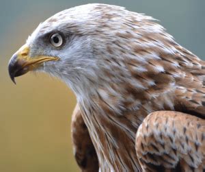 Bald Eagle Symbolism: Meaning and Significance