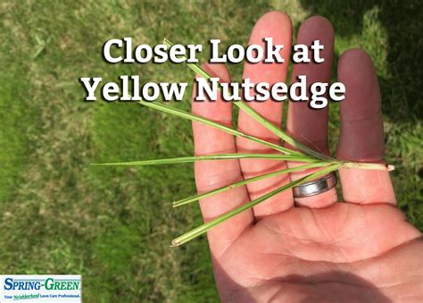 Closer Look at Yellow Nutsedge | Blog | Spring Green