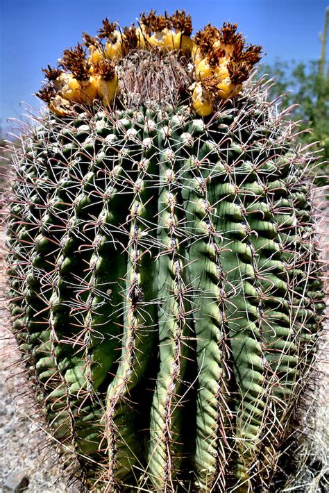 Arizona Barrel Cactus Blooming in Saguaro National Park in Tucson ...