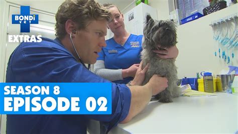 Fergus the Terrier | BONDI VET EXTRAS | Season 8 Episode 2 Clip 1 - YouTube