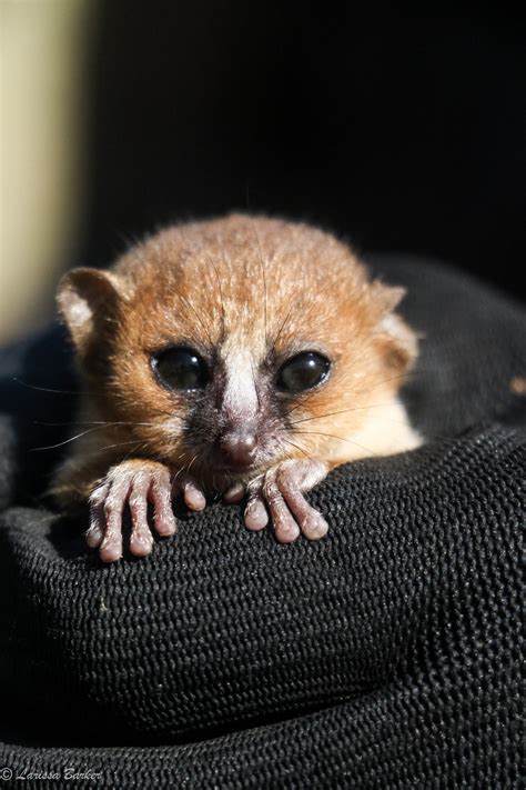 mouse lemur (1) – Lemur Conservation Network