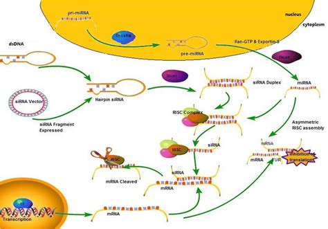 Nano-based delivery of RNAi in cancer therapy | Molecular Cancer | Full Text