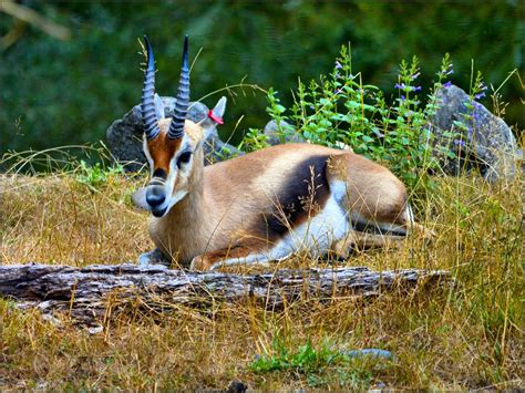 Slender Horned Gazelle | Looks like The rhim gazelle, also k… | Flickr