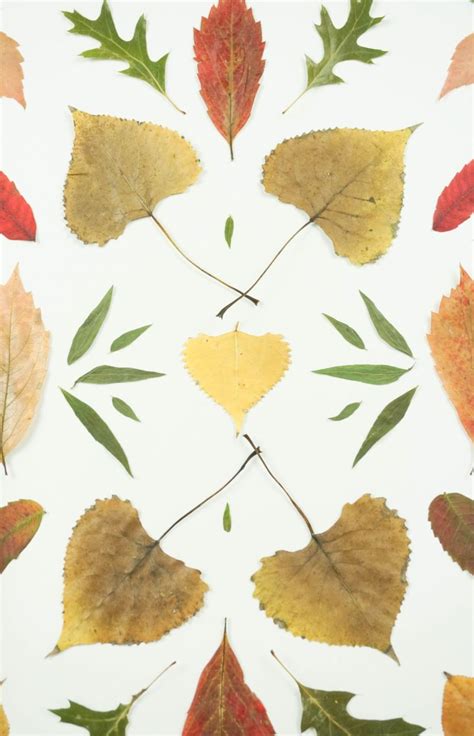 Autumn Pressed Leaf Art