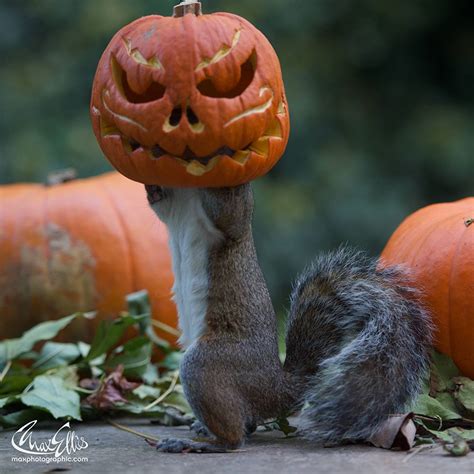 Squirrel Tries To Steal A Carved Pumpkin From Photographer’s Backyard ...