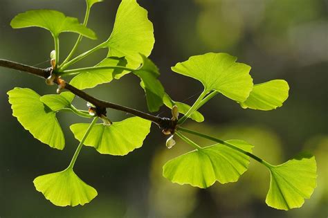 Ginkgo und Ginseng für das Gedächtnis - noe.ORF.at - NÖ Lifestyle