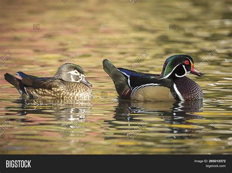 Male Female Wood Duck Image & Photo (Free Trial) | Bigstock