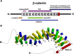 Terminal Regions of β-Catenin Come into View: Structure