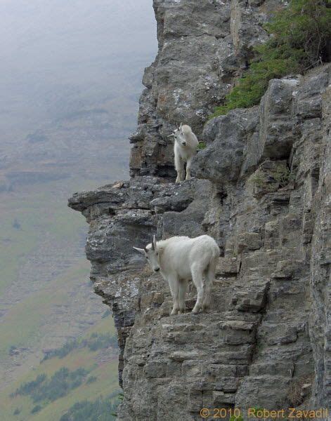 Mountain goats climbing peak in Glacier National Park. | Mountain goat, Goats, Animals beautiful